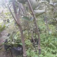 نهال خرمالو و ازگیل|گل و گیاه طبیعی|لاهیجان, لیل|دیوار