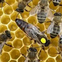 پیش فروش ملکه کارنیکا