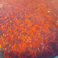 ماهی قرمز قیمت عالی