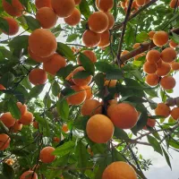 فروش پرتقال