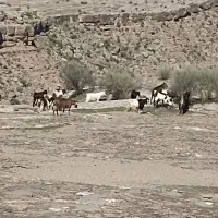 بز سرحال|حیوانات مزرعه|معمولان, |دیوار