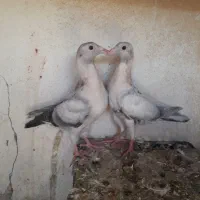 کفتر مغلف هفترنگ خطی