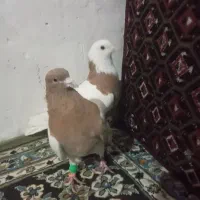 کفتر