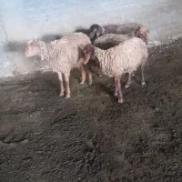 بره نر