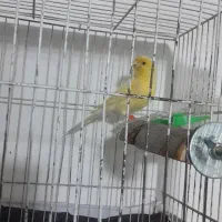 قناری نر|پرنده|زاهدان, |دیوار