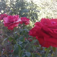 خانه فروشی درکشکسرای