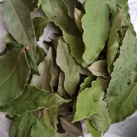 برگ بو پر از خاصیت