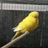 مرغ عشق هلندی|پرنده|قرچک, شهرک گلها|دیوار