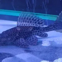 لجن خوار اسپرت زیر قیمت تا امروز