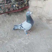 سبز آلمانی نر