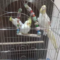سه تا عروس همراه قفس