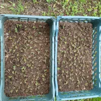 فروش نشاء کیوی خیاری به شرط.