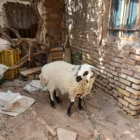 بره نر  چاق