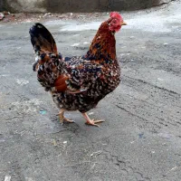 تخم نطفه دار شراکتی