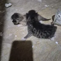 گربه