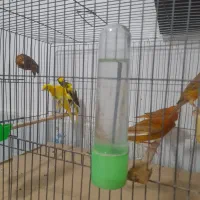 قناری اوپال رنگ دارچینی و سوخته|پرنده|رشت, ترمینال|دیوار