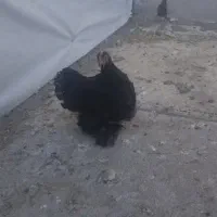 سلام مرغ فروشی کوشین خوشگل|حیوانات مزرعه|گوهرکوه, |دیوار