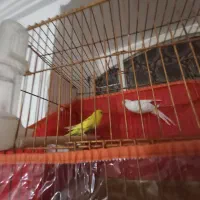 یک جف مرغ عشق هلندی درجه یک