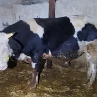 گوساله پای قصابی درجه یک توافقی|حیوانات مزرعه|تهران, جمهوری|دیوار