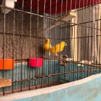 فروش یک جفت قناری تک رنگ درشت بدون لک|پرنده|بجنورد, |دیوار