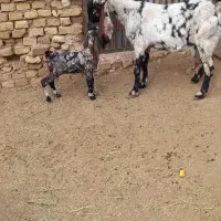 بز پاکستانی زاییده|حیوانات مزرعه|یزد, |دیوار