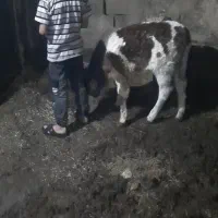 ۵۰۰۰۰۰۰۰|حیوانات مزرعه|بزینه رود, |دیوار