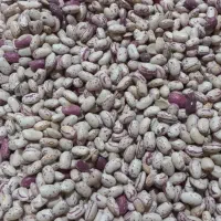 لوبیا چیتی