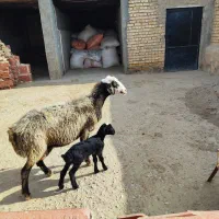 میش بره دار