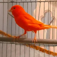 قناری رد فاکتور نر اورجینال