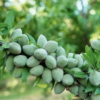 نهالهای سالم و پربار ازنهالستان دارای لیبل معتبر|خدمات باغبانی و درختکاری|محمدشهر, محمدشهر|دیوار