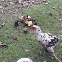 بوقلمون نر و جوجه اردک محلی فومن|حیوانات مزرعه|ماکلوان, |دیوار