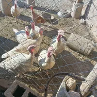 بوقلمون پرورشی