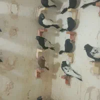 25تانرسینه سیاه|پرنده|ماهان, |دیوار