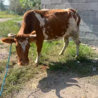 گاو آبستن شکمدار