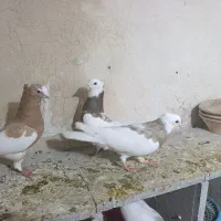 طوقی|حیوانات|شیراز, شهرک کوشکک|دیوار