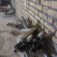 مرغ گلین خاکر