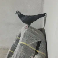 بزک سیاه