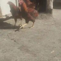 ۳ خروس و یک مرغ|حیوانات مزرعه|تربتحیدریه, منظر|دیوار