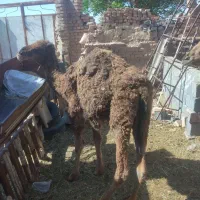 بلبون نر