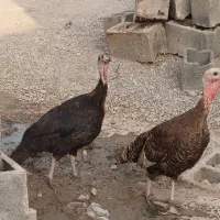 جفت بوقلمون ماده تخمی ۷ ملیون