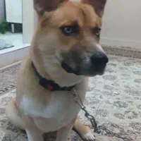 سگ شکاری 10 ماهه نر