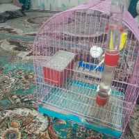 مرغ عشق هندی