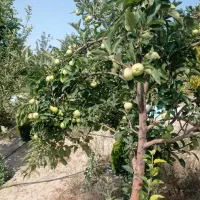 باغبان حرفه ای|خدمات باغبانی و درختکاری|کرج, فاز ۳ مهرشهر|دیوار