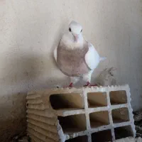 طوقی ماده|پرنده|ایذه, |دیوار