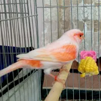 قناری موزاییکی نر مست|پرنده|اردبیل, |دیوار