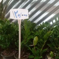 تمام گلها  از ۱۰۰تا ۱۵۰هزار حراج|گل و گیاه طبیعی|نیشابور, ناسیونال|دیوار