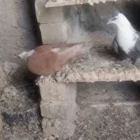 کبوتر مخمل|پرنده|برازجان, |دیوار