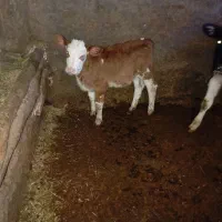 گوساله سیمینتال اصل ماده|حیوانات مزرعه|قره چای, |دیوار