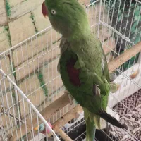 شاه طوطی نر قد بلند