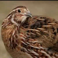 بلدرچین بالغ جفت